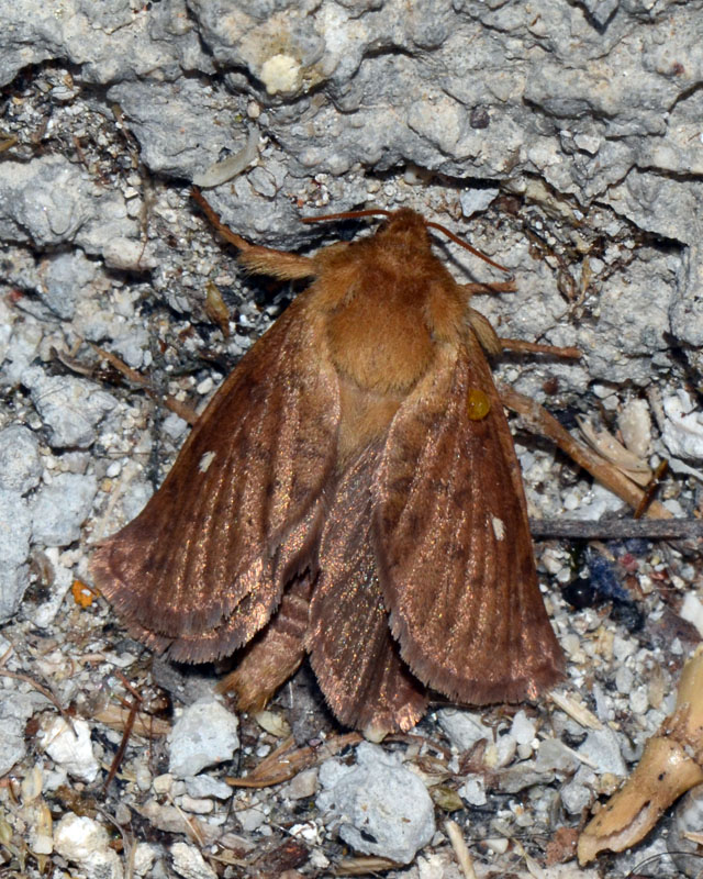 Lasiocampidae  Eriogaster rimicola ?